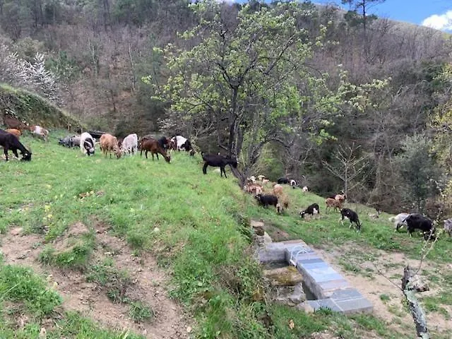 Mas Historique Du Xve Cevennes - Piscine & Parc * Saint-Paul-la-Coste